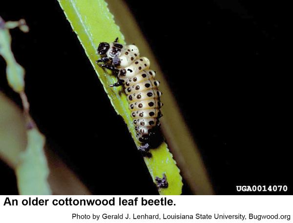 Older cottonwood leaf beetle larvae have conspicuous pale spots.